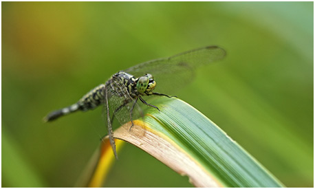 Acisoma panorpoides femelle