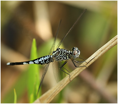 Acisoma panorpoides mâle immature