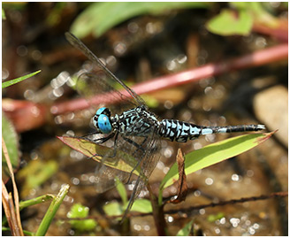 Acisoma panorpoides mâle