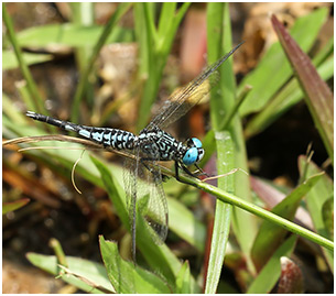 Acisoma panorpoides mâle