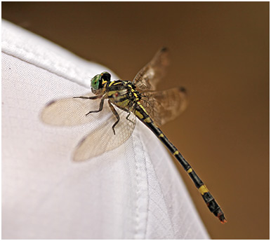 Acrogomphus malayanus femelle