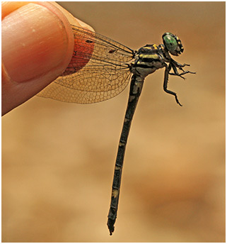 Acrogomphus malayanus femelle