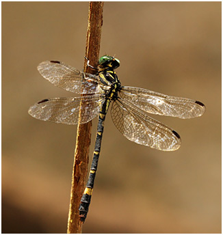 Acrogomphus malayanus femelle