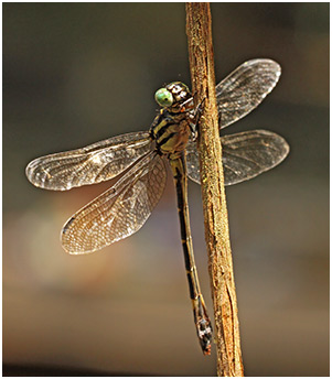 Acrogomphus malayanus femelle