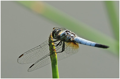 Aethriamanta gracilis mâle