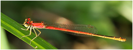 Agriocnemis femina femelle