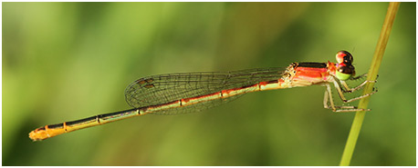 Agriocnemis femina femelle