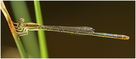 Agriocnemis femina femelle