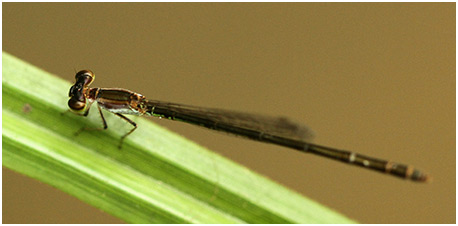 Agriocnemis femina femelle