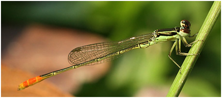 Agriocnemis femina mâle