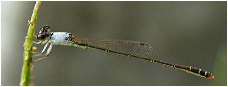 Agriocnemis femina mâle