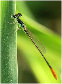 Agriocnemis femina mâle