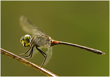 Agrionoptera insignis mâle