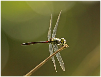 Agrionoptera insignis mâle
