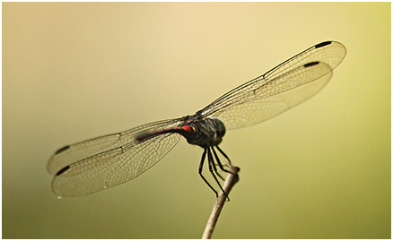 Agrionoptera insignis mâle