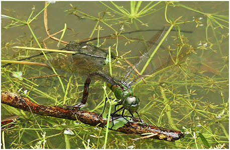 Anax guttatus femelle en ponte