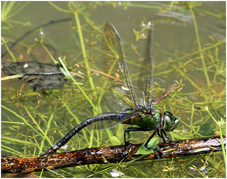 Anax guttatus femelle en ponte