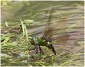 Anax guttatus femelle en ponte