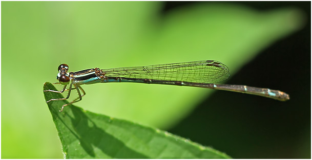 Argiocnemis rubescens femelle