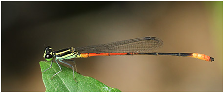 Argiocnemis rubescens mâle immature