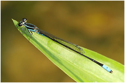 Argiocnemis rubescens mâle