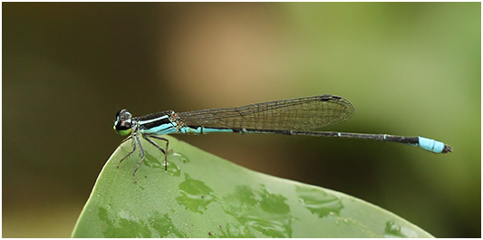 Argiocnemis rubescens mâle