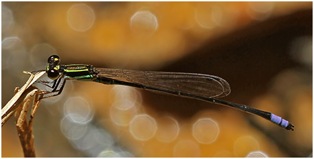 Argiocnemis sp. mâle