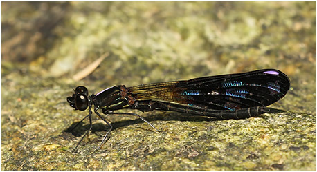 Aristocypha fenestrella mâle