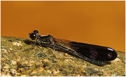 Aristocypha fenestrella mâle