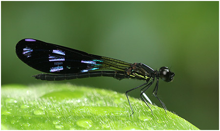 Aristocypha fenestrella mâle, 5 août 2013, Lata Jarum Waterfall