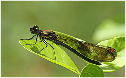 Aristocypha fenestrella mâle immature