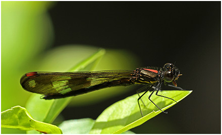 Aristocypha fenestrella mâle immature