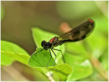 Aristocypha fenestrella mâle immature