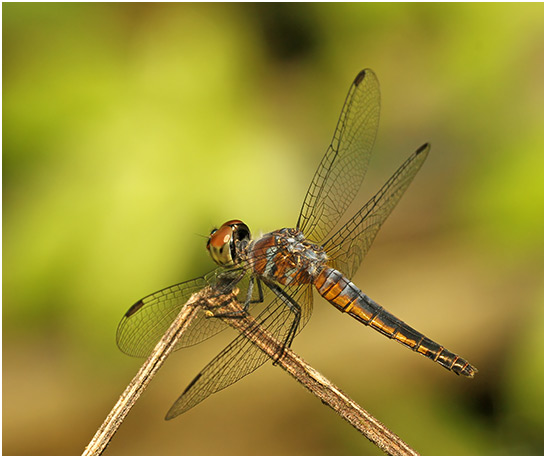 Brachydiplax chalybea femelle