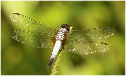 Brachydiplax chalybea mâle
