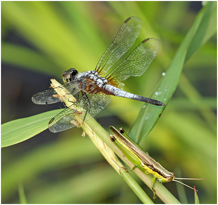 Brachydiplax chalybea mâle