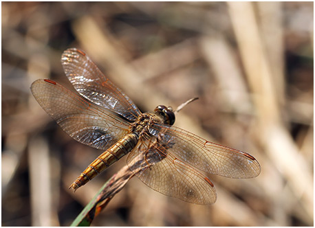 Brachythemis contaminata femelle