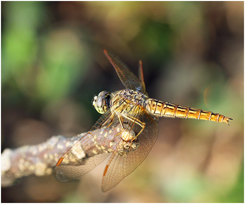 Brachythemis contaminata femelle