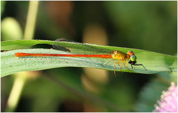 Ceriagrion auranticum mâle