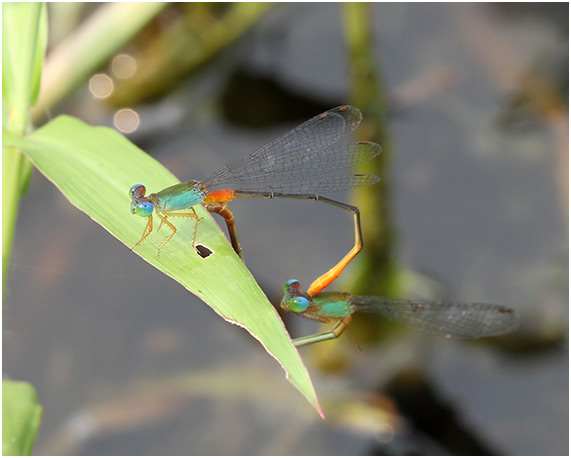 Ceriagrion cerinorubellum accouplement