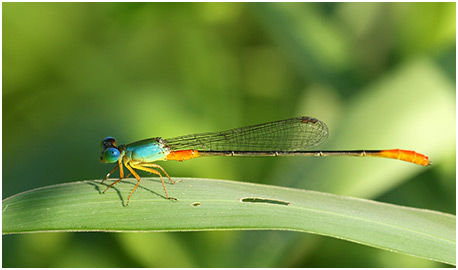 Ceriagrion cerinorubellum mâle