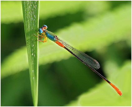 Ceriagrion cerinorubellum mâle