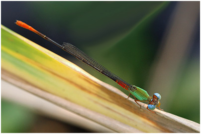 Ceriagrion cerinorubellum mâle