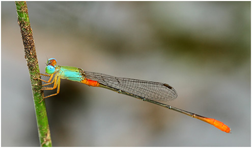 Ceriagrion cerinorubellum mâle