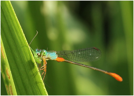 Ceriagrion cerinorubellum mâle