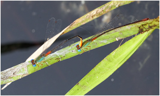 Ceriagrion cerinorubellum tandem