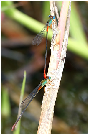 Ceriagrion cerinorubellum tandem