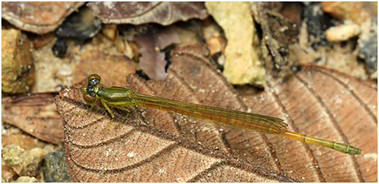 Ceriagrion chaoi femelle