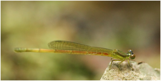 Ceriagrion chaoi femelle