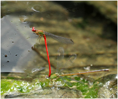 Ceriagrion chaoi mâle et ponte